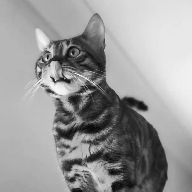 Cherry, Studio Cat at Banana Swift